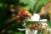 Volucella zonaria